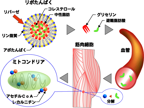 脂肪燃焼のしくみ